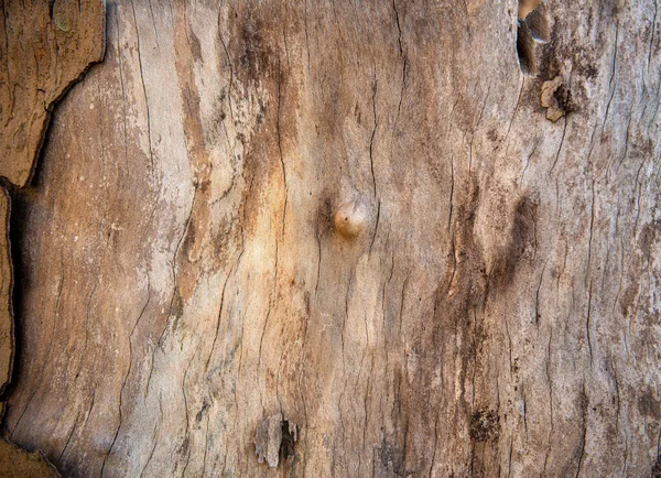 Peeled Tree Trunk Ideal Backgrounds — Stock Photo, Image