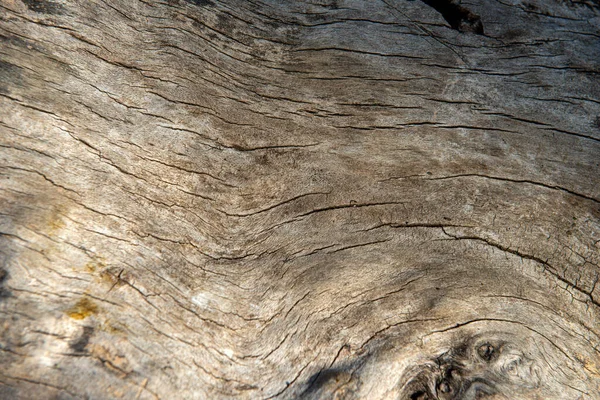 Peeled off tree trunk ideal for backgrounds