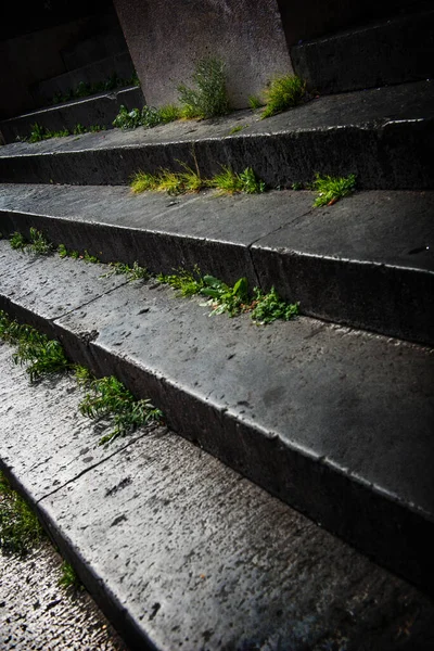 Plevel Rostoucí Starých Kamenných Schodech — Stock fotografie