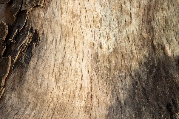 适合背景的树干剥落物 — 图库照片