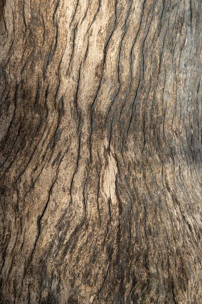 Peeled Tree Trunk Ideal Backgrounds — Stock Photo, Image