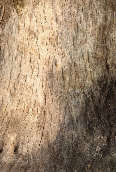 Peeled Tree Trunk Ideal Backgrounds — Stock Photo, Image