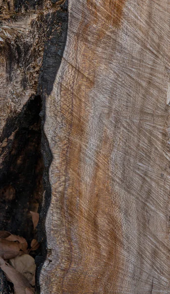 Peeled Tree Trunk Ideal Backgrounds — Stock Photo, Image
