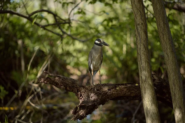 Violacea nyctanassa night heron — Stock Photo, Image