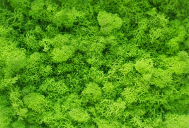 bright green stabilized moss close-up clipart