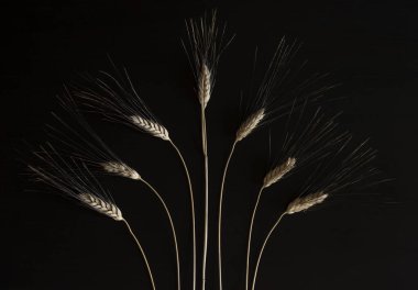 Siyah arkaplanda 5 kulaklık buğday.