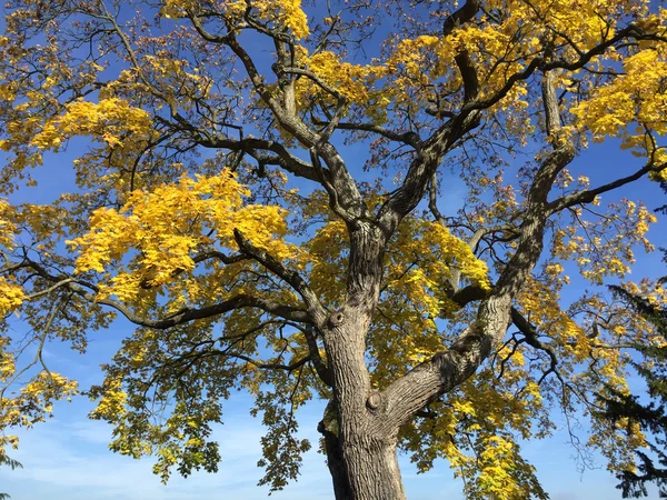 Sonbaharda ağaç — Stok fotoğraf