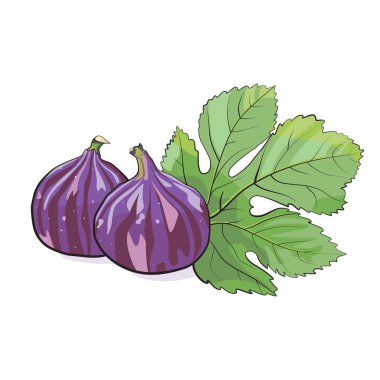 iki incir illüstrasyon