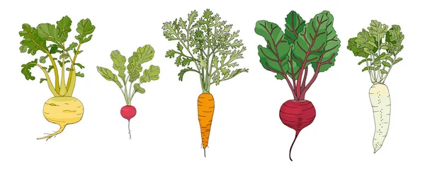 Λαχανικά ρίζας — Διανυσματικό Αρχείο