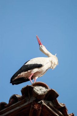 Beyaz leylek (Ciconia ciconia)