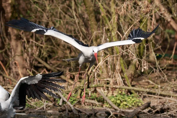 Cicogna bianca (Ciconia ciconia) — Foto Stock