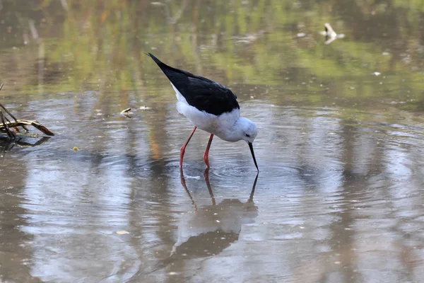 Cavaliere d'Italia (Himantopus himantopus) — Stockfoto