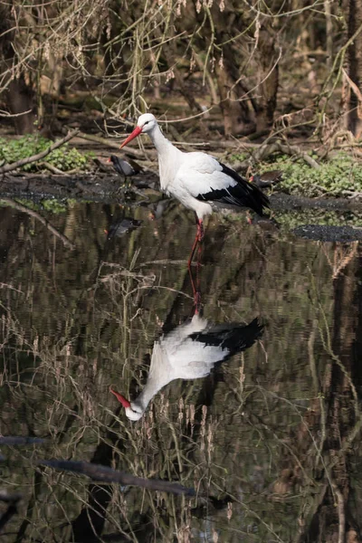 Cigüeña blanca (Ciconia ciconia) —  Fotos de Stock