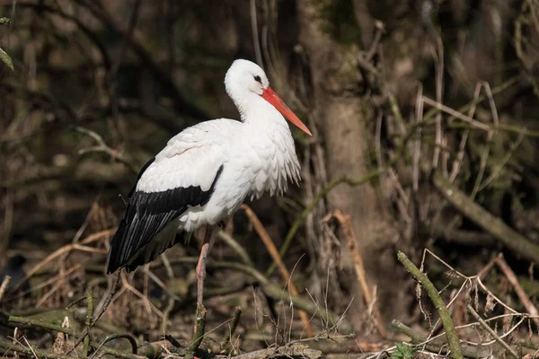 Weißstorch (Ciconia ciconia)) — Stockfoto