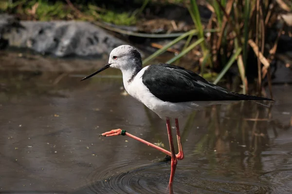 Cavaleiro da Itália (Himantopus Himantopus ) — Fotografia de Stock