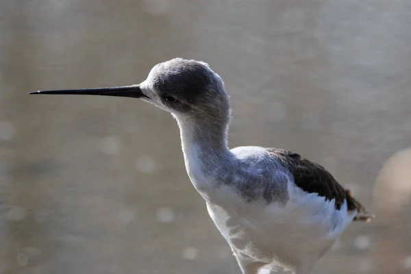 Ritter von Italien (himantopus himantopus) — Stockfoto