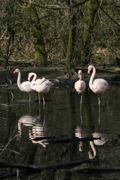 Розовые фламинго (Phoenicopterus roseus ) — стоковое фото