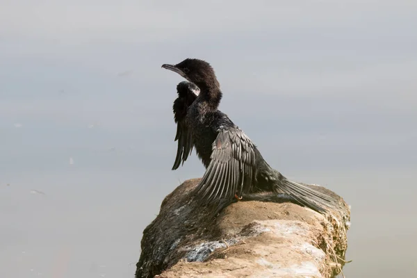 Cormorant in a natural park — Stock Photo, Image