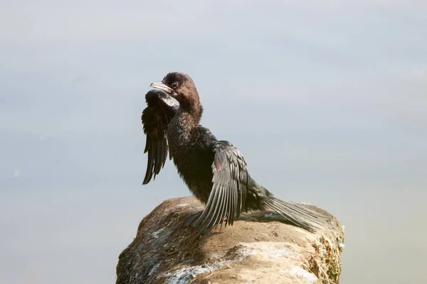 Cormorán en un parque natural — Foto de Stock