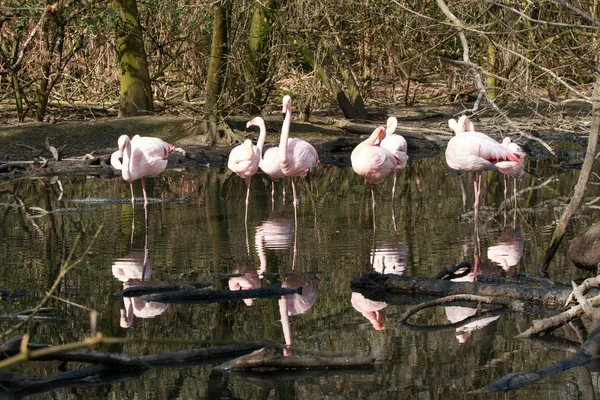 Rosa Flamingos (phoenicopterus roseus)) — Stockfoto