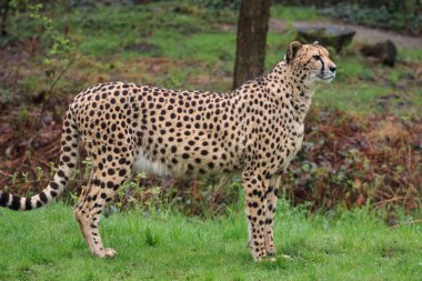 bir doğa parkında Cheetah