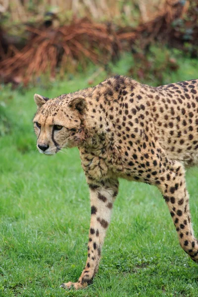 Gepard w parku przyrodnim — Zdjęcie stockowe