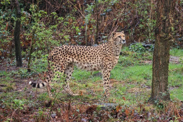 Gepard w parku przyrodnim — Zdjęcie stockowe