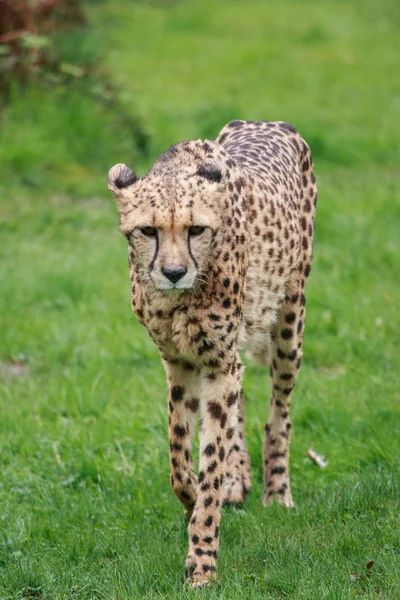 Gepard w parku przyrodnim — Zdjęcie stockowe