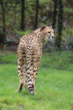 bir doğa parkında Cheetah