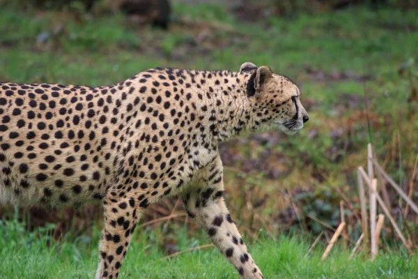 Gepard w parku przyrodnim — Zdjęcie stockowe