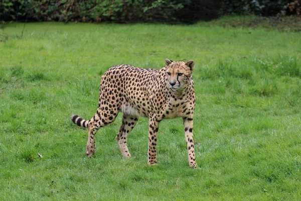 Гепард в природном парке — стоковое фото