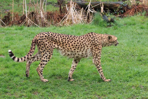 Gepard w parku przyrodnim — Zdjęcie stockowe