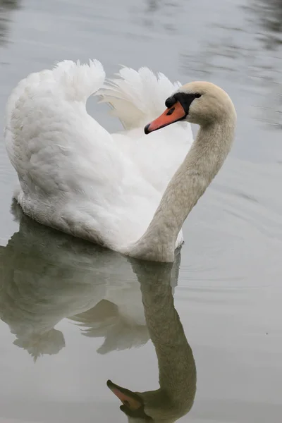 Swans in a natural oasis — Stock Photo, Image