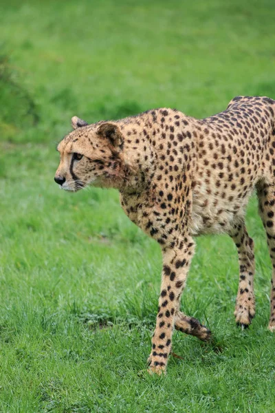 Gepard w parku przyrodnim — Zdjęcie stockowe