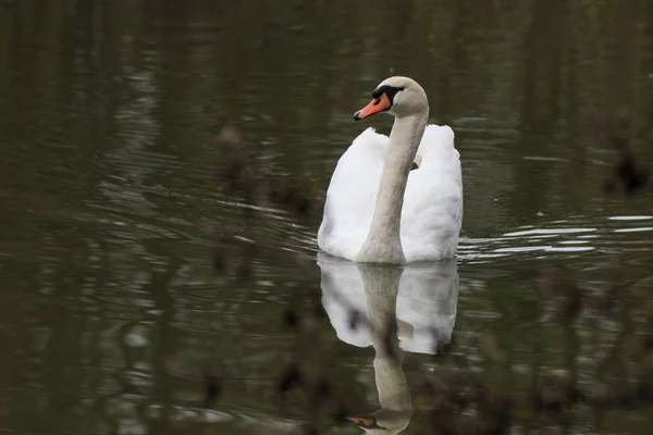 自然のオアシスの白鳥 — ストック写真