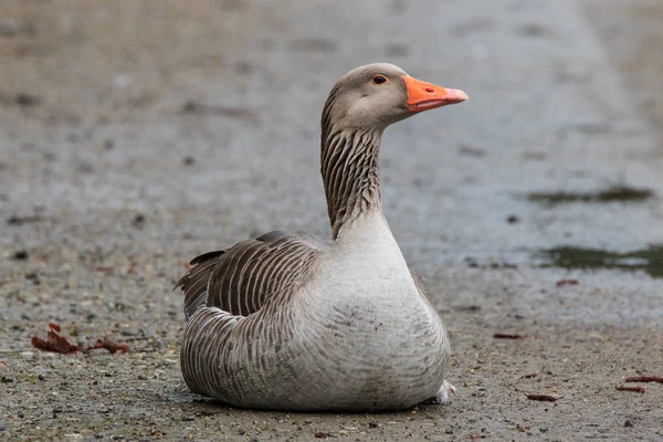 Selvaticha Goose (Anser anser) — Stok fotoğraf