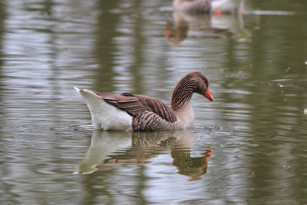 Selvaticha Goose (Anser anser)) — Stock Fotó