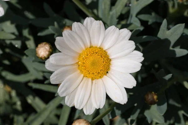 Daisy in a garden in spring — Stock Photo, Image