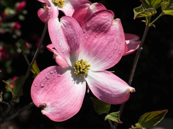 Flower of Cornus Florida — Stock Photo, Image