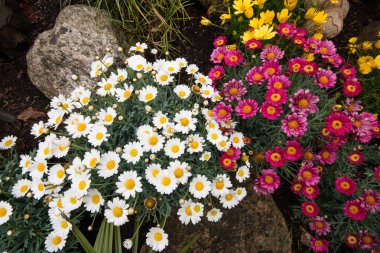 bir bahçede bahar çiçek