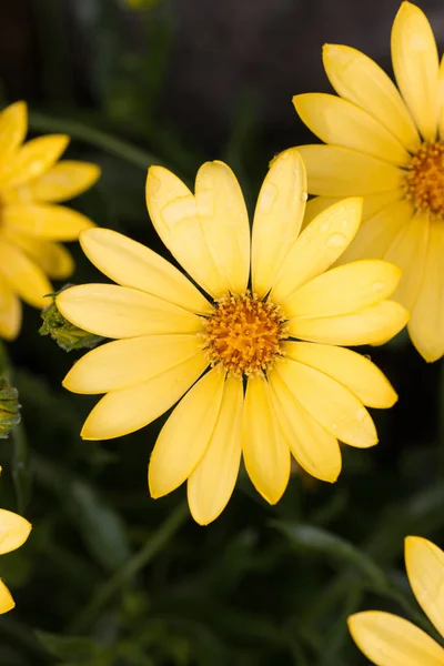 Flower in a garden in spring — Stock Photo, Image