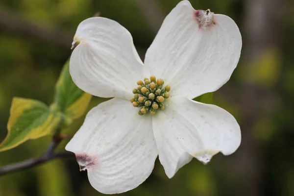 Flower of Cornus Florida — Stock Photo, Image