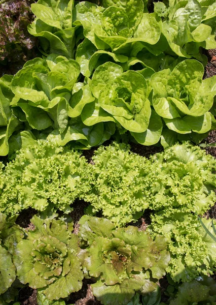 Vegetable garden - background — Stock Photo, Image