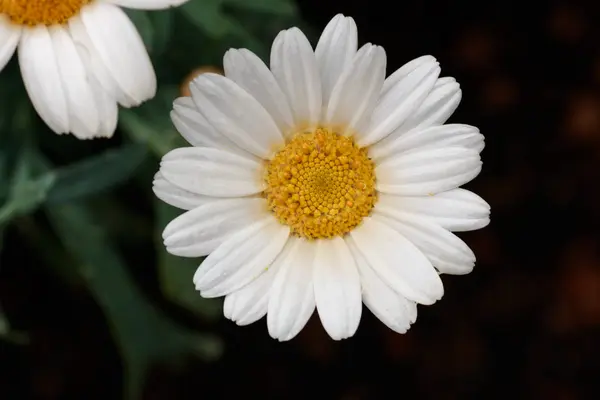 Daisy in a garden in spring — Stock Photo, Image