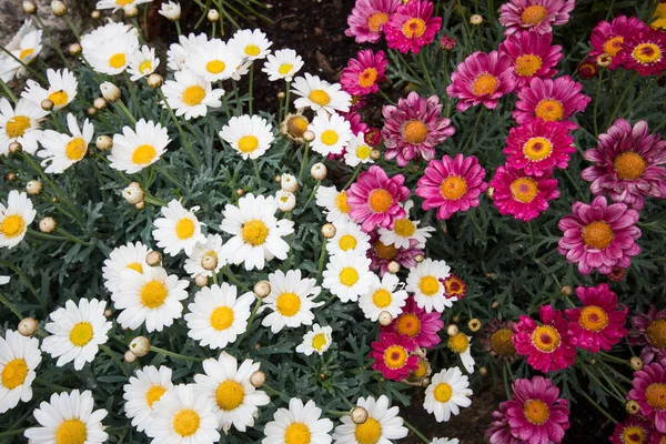 Spring bloom in a garden — Stock Photo, Image