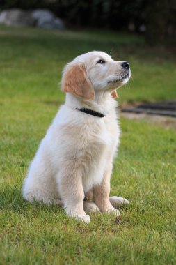 Golden retriever köpek yavrusu