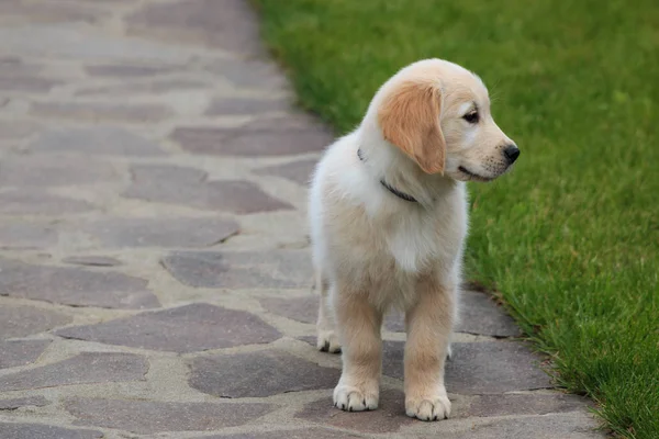 Golden Retriever Cachorro Parche —  Fotos de Stock