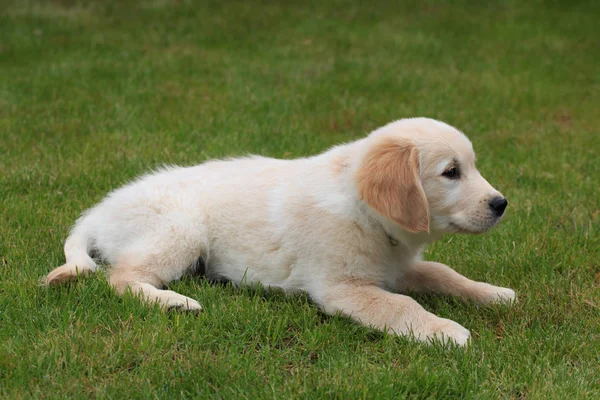 Szczeniak Golden Retriever Patku — Zdjęcie stockowe