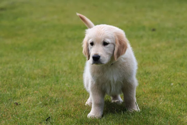 Golden Retriever Puppy Patk — Stockfoto