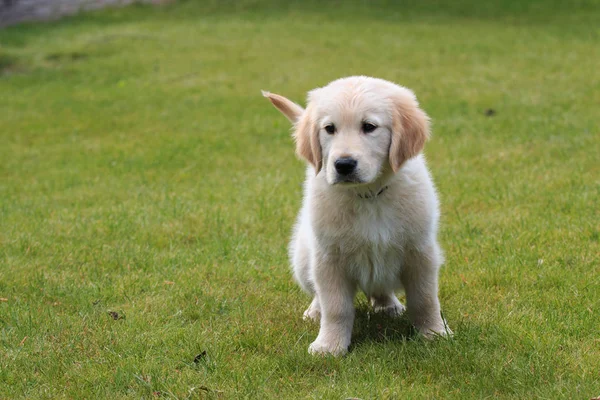 Golden Retriever Cachorro Parche —  Fotos de Stock